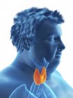 Ilustración de la silueta del hombre obeso con glándula tiroides visible . - foto de stock