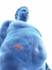 Ilustración de la silueta del hombre obeso con glándulas suprarrenales visibles
. - foto de stock