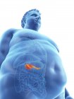Ilustración de la silueta del hombre obeso con páncreas visible
. - foto de stock