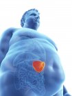 Ілюстрація силуету ожиріння людини з видимою селезінкою . — стокове фото