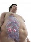 Ilustración de la figura del hombre obeso con riñones visibles
. - foto de stock
