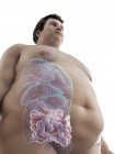 Ілюстрація того, цифра ожирінням людина з видимими кишечника. — стокове фото