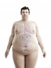 Illustration of figure of obese man with visible adrenal glands. — Stock Photo