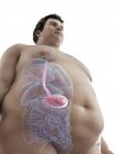Illustration de la figure de l'homme obèse avec estomac visible . — Photo de stock