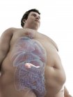 Ilustração da figura do homem obeso com pâncreas visível . — Fotografia de Stock