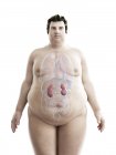 Ілюстрація фігури ожиріння людини з видимими нирками . — стокове фото