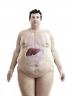 Ілюстрація фігури ожиріння людини з видимою печінкою . — стокове фото