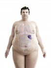 Ilustración de la figura del hombre obeso con bazo visible . - foto de stock