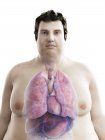 Ilustración de la figura del hombre obeso con órganos visibles . - foto de stock