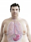 Ілюстрація фігури ожиріння людини з видимим шлунком . — стокове фото