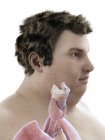 Illustration of figure of obese man with visible throat anatomy. — Stock Photo