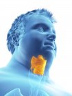 Illustration of figure of obese man with visible larynx. — Stock Photo