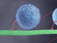 Иллюстрация моторно-белковой клеточной структуры . — стоковое фото