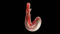 Ilustración de esquistosoma flujo sanguíneo gusano plano sobre fondo negro . - foto de stock