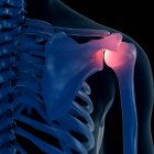 Illustrazione digitale della spalla dolorosa nello scheletro umano . — Foto stock
