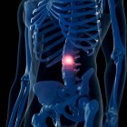 Digitale Illustration der schmerzhaften Lendenwirbelsäule im menschlichen Skelett. — Stockfoto