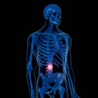 Digital illustration of painful back  in human skeleton. — Stock Photo