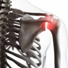 Ilustração digital da articulação dolorosa do ombro no esqueleto humano . — Fotografia de Stock