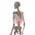 Digitale Darstellung von Schmerzen in der unteren Wirbelsäule im menschlichen Skelett. — Stockfoto