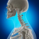 Illustration numérique des os du cou dans le squelette humain
. — Photo de stock