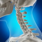 Ilustração digital de ossos do pescoço no esqueleto humano . — Fotografia de Stock