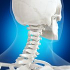 Цифровая иллюстрация атласной кости в скелете человека . — стоковое фото