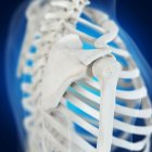 Illustrazione delle ossa delle spalle nello scheletro umano su sfondo blu . — Foto stock