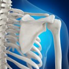 Ilustración de los huesos de los hombros en el esqueleto humano sobre fondo azul . - foto de stock