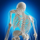 Ілюстрація назад кісток у людському скелеті на синьому фоні. — стокове фото