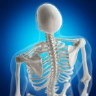 Illustration des os dorsaux dans le squelette humain sur fond bleu
. — Photo de stock