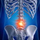 Illustrazione della colonna vertebrale lombare dolorosa nello scheletro umano su sfondo blu . — Foto stock