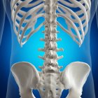 Illustration of lumbar spine in human skeleton on blue background. — Stock Photo