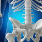 Illustrazione della colonna vertebrale lombare nello scheletro umano su sfondo blu . — Foto stock