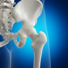 Illustrazione dell'articolazione dell'anca nello scheletro umano su sfondo blu . — Foto stock