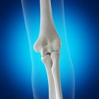 Illustration of elbow bones in human skeleton on blue background. — Stock Photo