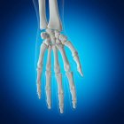 Ilustração dos ossos do pulso no esqueleto humano sobre fundo azul . — Fotografia de Stock