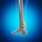 Illustrazione della caviglia nello scheletro umano su sfondo blu . — Foto stock