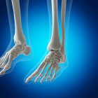 Illustrazione delle ossa dei piedi nello scheletro umano su sfondo blu . — Foto stock