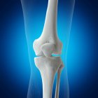 Illustration des os du genou dans le squelette humain sur fond bleu . — Photo de stock