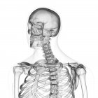 Ilustración de la columna cervical en el esqueleto humano sobre fondo blanco . - foto de stock