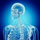 Ilustración de la columna vertebral superior en el esqueleto humano sobre fondo azul
. - foto de stock