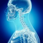 Illustrazione della colonna vertebrale superiore nello scheletro umano su sfondo blu . — Foto stock