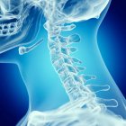 Ilustración de la columna vertebral superior en el esqueleto humano sobre fondo azul . - foto de stock