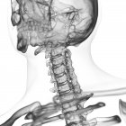 Illustrazione della colonna vertebrale cervicale nello scheletro umano su sfondo bianco . — Foto stock