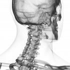Illustration de la colonne cervicale dans le squelette humain sur fond blanc . — Photo de stock