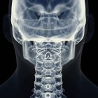 Illustrazione della colonna vertebrale cervicale nello scheletro umano . — Foto stock