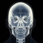 Illustration of skull in human skeleton. — Stock Photo