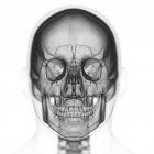 Ilustración de cráneo en esqueleto humano sobre fondo blanco . - foto de stock