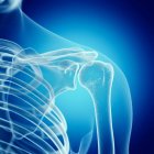 Illustration of shoulder joint in human skeleton. — Stock Photo