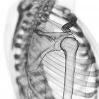 Иллюстрация плечевых костей в скелете человека . — стоковое фото